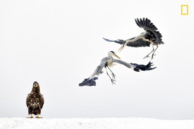 White figthers Tercer puesto en la categoría: Vida salvaje Dos garzas pugnan por alguna razón mientras un águila posada en la cercanía se mantiene posada con total indiferencia ante el espectáculo. Foto: Bence Mate / National Geographic Nature Photographer of the Year 2017