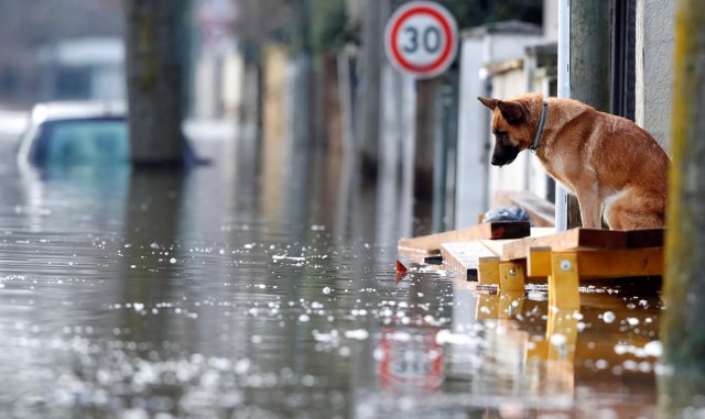 A dog is seen at the entrance of a house in the flooded residential area of Villeneuve-Saint-Georges, near Paris, France January 26, 2018. REUTERS/Christian Hartmann