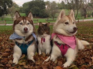 ¡Morirás de ternura! Huskies siberianos “adoptaron” a una gata que ahora se cree un perro