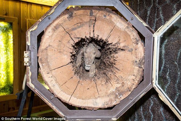 Lo encontraron momificado dentro del tronco de un árbol y ahora es la atracción de un museo