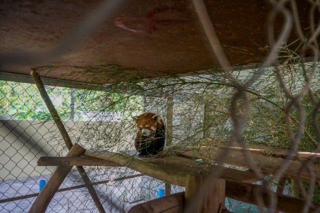 This picture taken on May 8, 2018 shows one of the three red pandas, once destined for the exotic wildlife trade, in a sanctuary in Luang Prabang. The three animals, nicknamed Jackie Chan, Bruce Lee and Peace, were among six found stuffed into crates during a random check of a van traveling from China over the border into northern Laos in January. / AFP PHOTO / Joe Freeman / TO GO WITH AFP STORY - Laos-environment-wildlife-panda