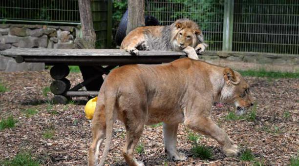 Esta imagen del 28 de junio de 2016 muestra a los leones Malor (detrás) y la madre Lira en su recinto en el Zoológico de Eifel, en el oeste de Alemania. Foto: AFP Este contenido ha sido publicado originalmente por Diario EL COMERCIO en la siguiente dirección: http://www.elcomercio.com/tendencias/escape-leones-tigres-jaguar-zoologico.html#.WxFF7jufMH8.twitter. Si está pensando en hacer uso del mismo, por favor, cite la fuente y haga un enlace hacia la nota original de donde usted ha tomado este contenido. ElComercio.com