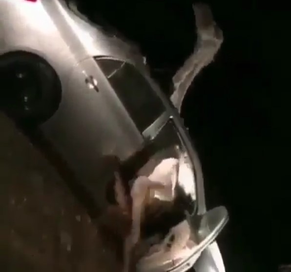 ¡WTF! ¿Cómo llegó este animal a ese carro? (VIDEO)