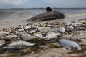 Una marea tóxica ataca en Florida: 4.300 animales muertos y 15 personas infectadas (FOTOS)