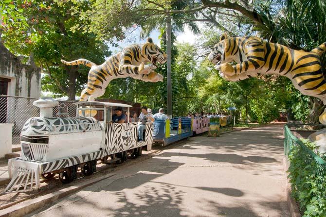 Tigresa se escapó de su jaula y fue recapturada en zoológico de Mérida