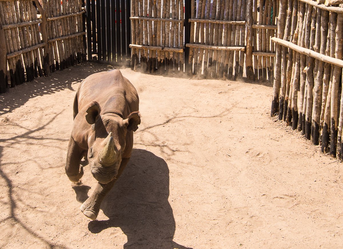 Mueren dos de los seis rinocerontes negros enviados a Chad