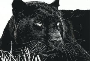 Fotografiaron por primera vez en 100 años al mítico leopardo negro