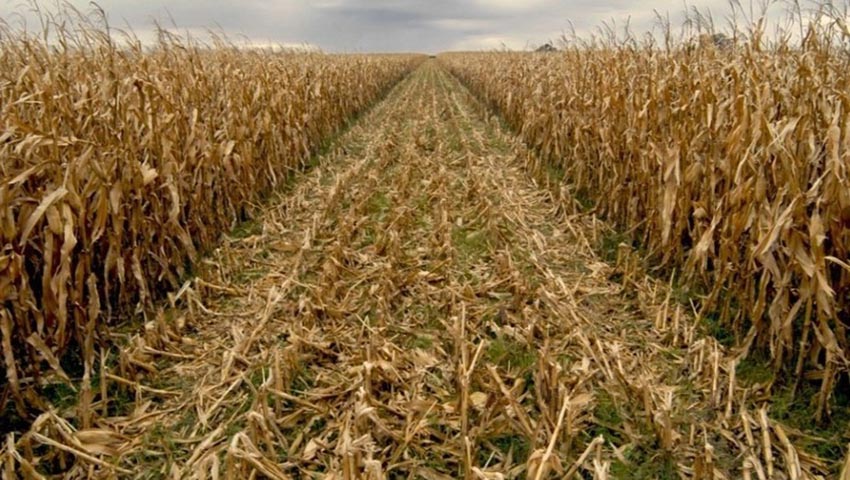Fedeagro: La producción de maíz solo podrá cubrir un tercio de la demanda nacional en lo que resta de 2019