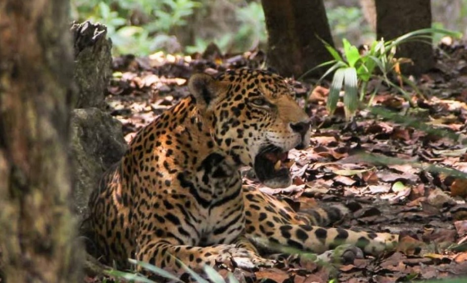 El rescate ‘in extremis’ de un leopardo que cayó en un pozo de agua en India (VIDEO)