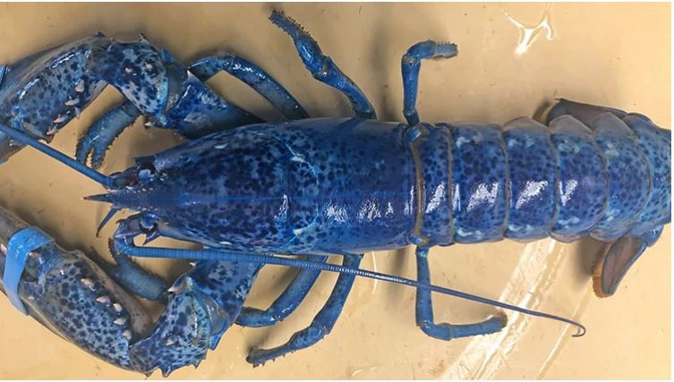 Una extraña langosta azul se salvó de ser cocinada en restaurante de mariscos (Fotos)