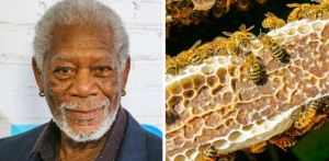 Morgan Freeman salva el planeta tras convertir su rancho en un santuario de abejas