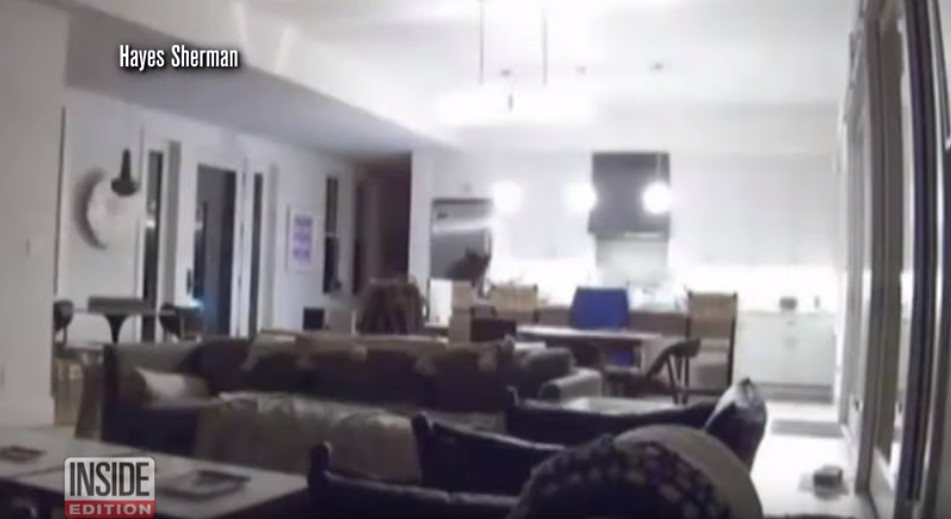 ¡Increíble! Oso entra en una casa, abre la nevera y se da un banquete en el salón (Video)