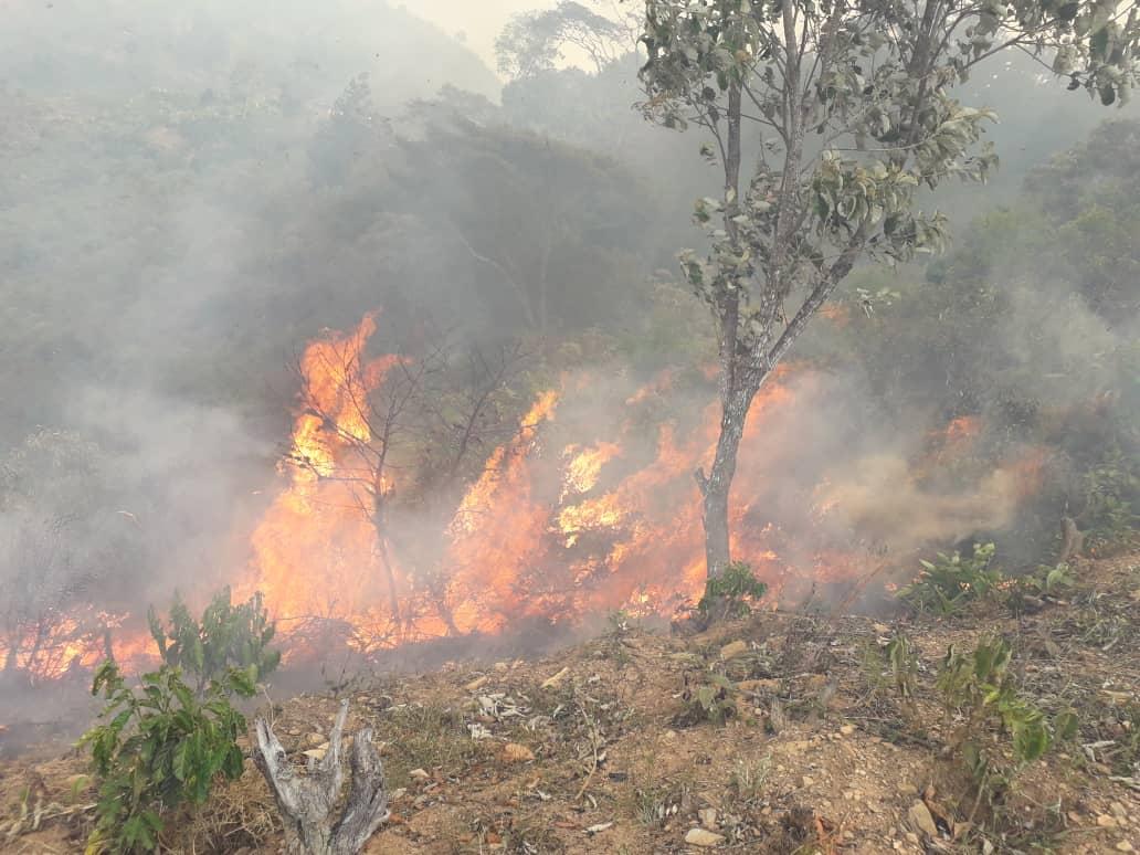 Mérida en llamas: Incendio forestal ha arrasado con 217 hectáreas de vegetación (fotos)