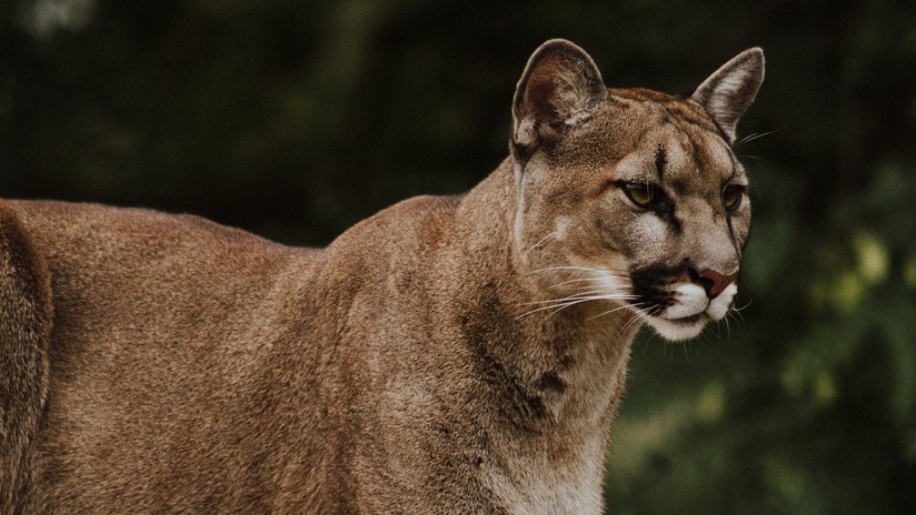 ¡Insólito! Familia quedó conmocionada tras hallar un puma durmiendo en el piso del baño (VIDEO)