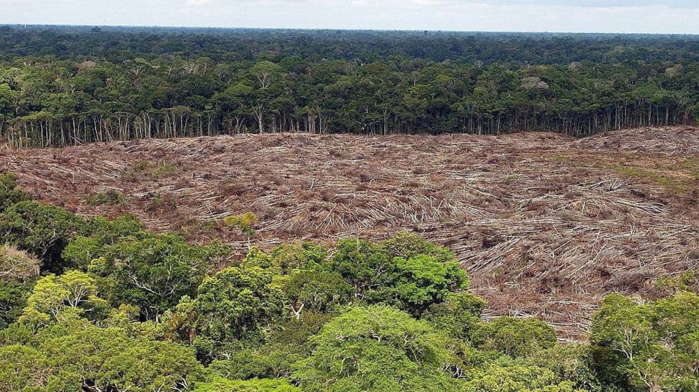 Deforestación en la Amazonia alcanza el mayor nivel en más de 10 años