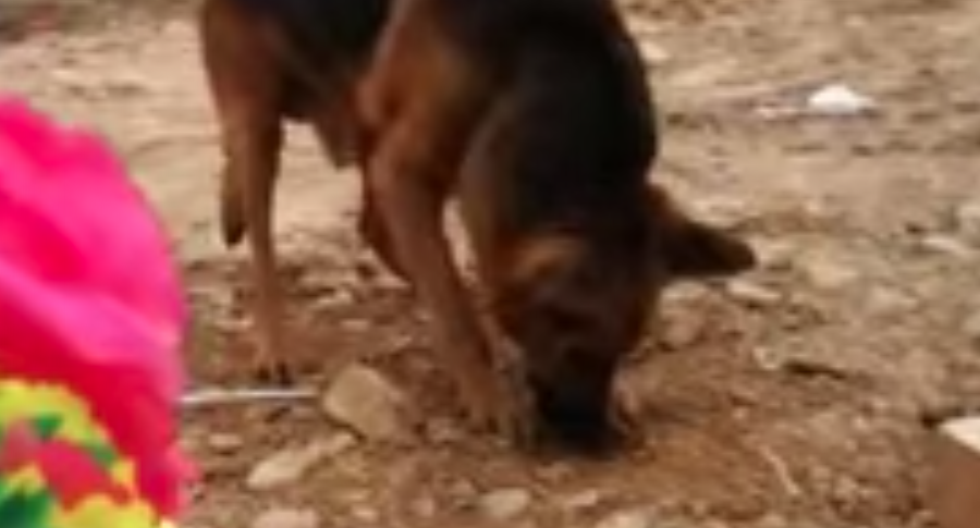 ¡Conmovedor! Perrito triste por la muerte de su dueño escarbó en la tumba para buscarlo (VIDEO)