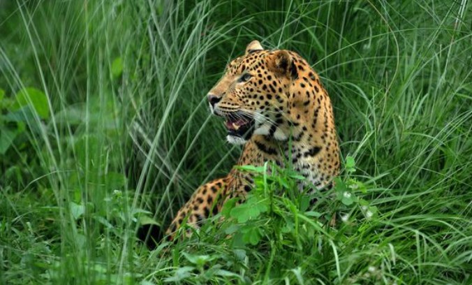 Un antílope logra escaparse del ataque de un cocodrilo…pero termina devorado por un leopardo (VIDEO)