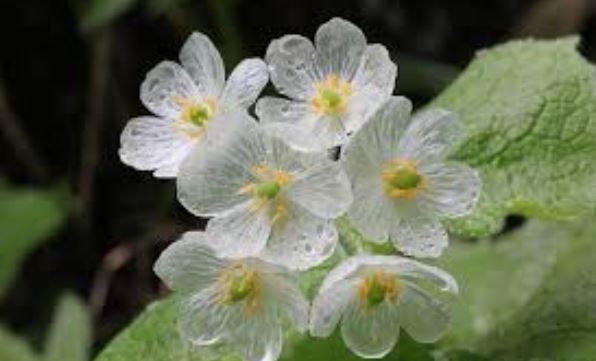 ¡FABULOSO! Las llamadas flores esqueleto se vuelven transparentes con la lluvia (Fotos y video)