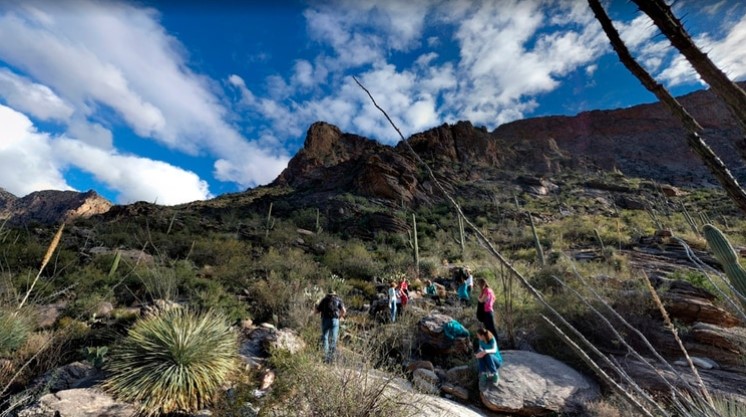 Macabro hallazgo en un concurrido sendero en Arizona: Tres pumas devoraban restos humanos y los mataron