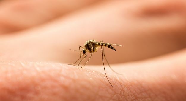 Bolivia registró ocho muertos por dengue, la mayoría menores de 12 años