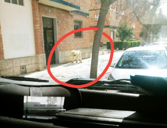 ¡WTF! Se disfrazó de perro para burlar la cuarentena en España y poder salir a la calle (FOTO)