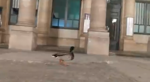 Los patos del río Sena aprovechan la cuarentena para dar un paseo por las calles de París (video)