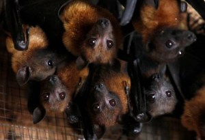 ¿Por qué los coronavirus de los murciélagos son tan peligrosos?
