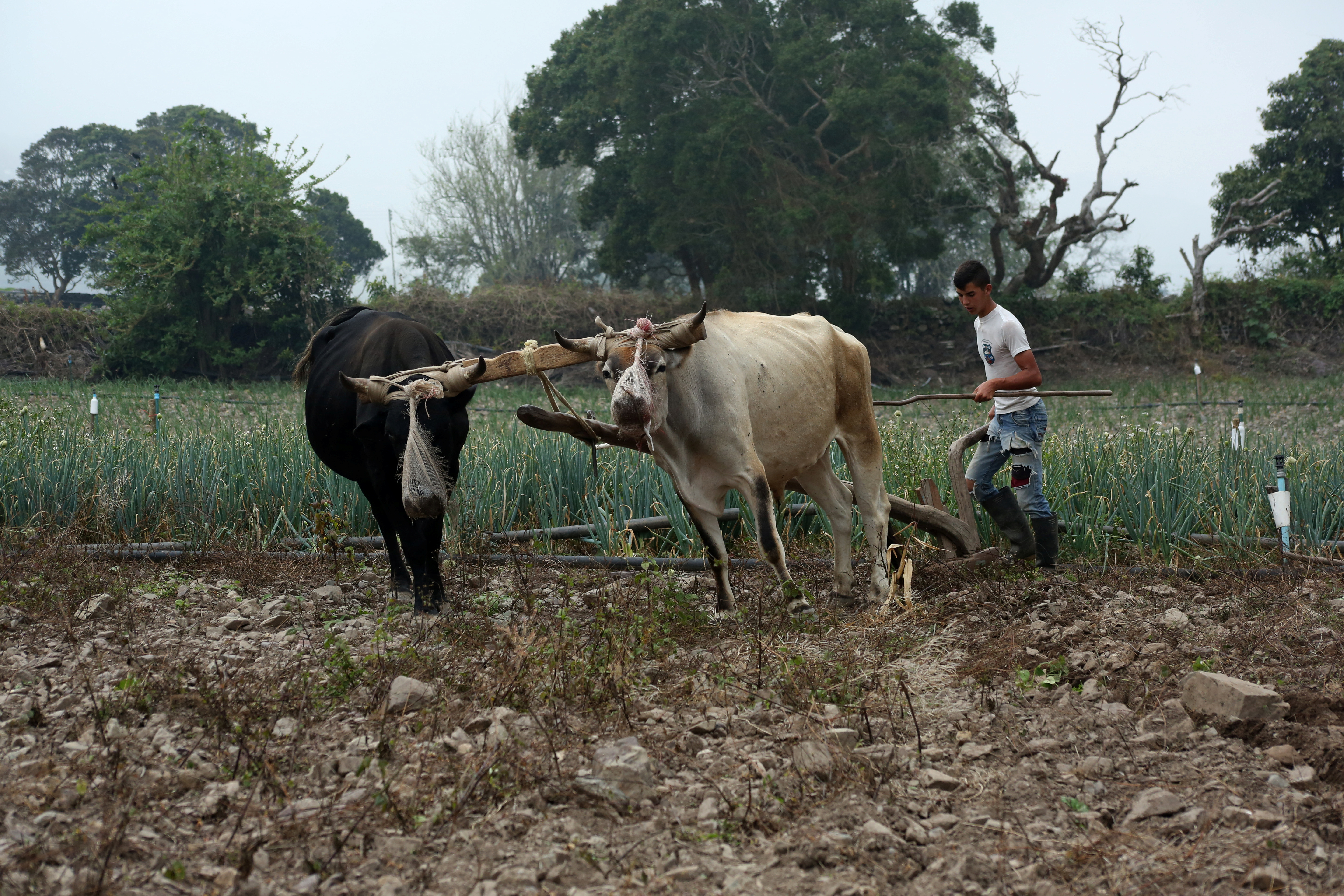 Enfermedades por falta de vacunas llevan al mínimo producción agropecuaria en Bolívar