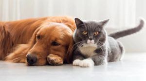 ¿Perros o gatos? Qué animales son más susceptibles al coronavirus
