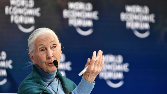 El “desprecio” de los hombres por la naturaleza ha causado esta pandemia, afirma Jane Goodall