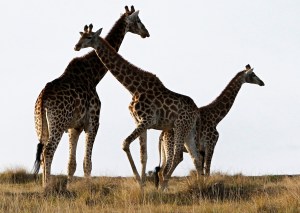 La jirafa macho desarrolló un cuello largo para pelear por las hembras, según estudio