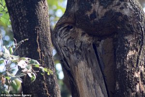 El nuevo reto VIRAL que enloquece las redes: En el árbol se esconde un búho… ¿Logras verlo?