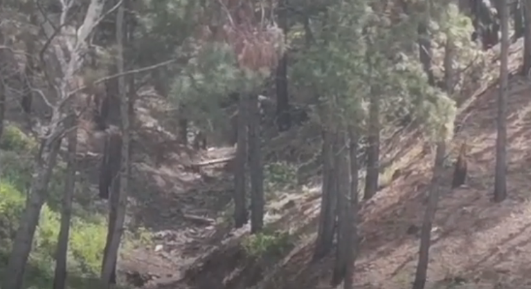 Así destruyen el bosque de pinos en Mérida (VIDEO)