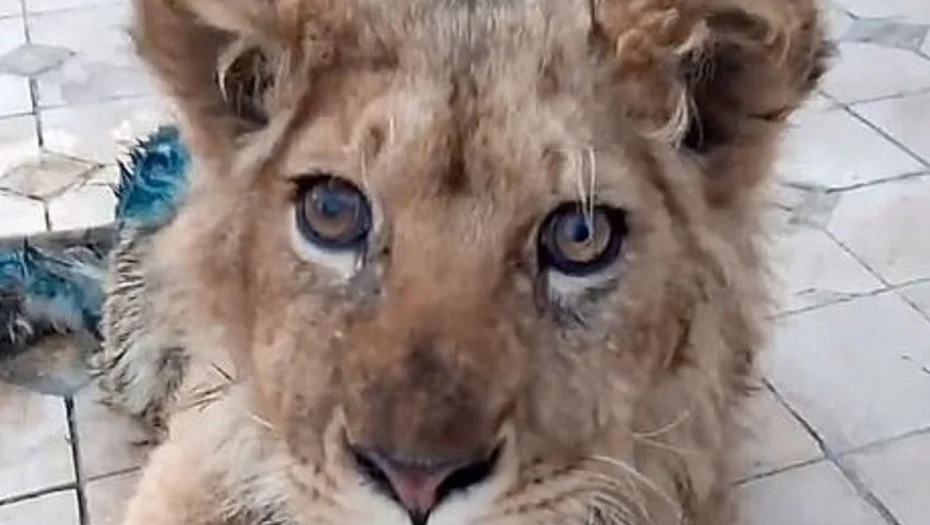 Simba, el cachorro de león que tenía las patas rotas para que no pudiera escapar