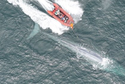 Las impactantes imágenes del estornudo de una ballena azul (VIDEO)