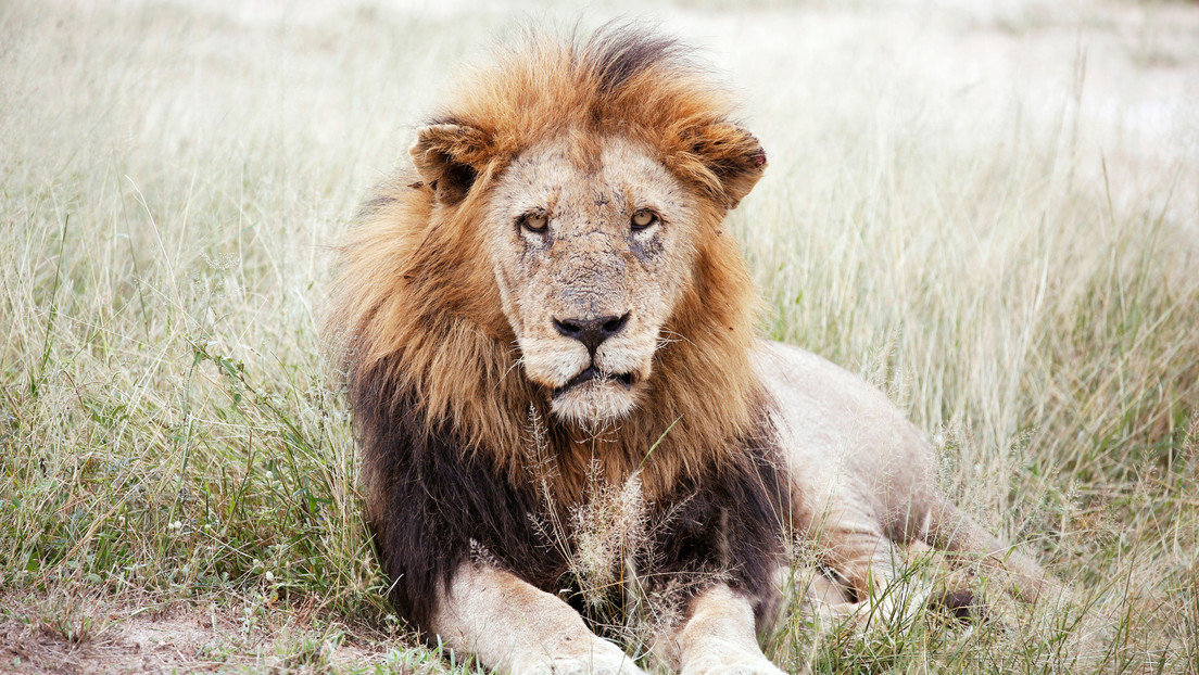 Un león atacó a una pareja mientras dormía en un safari y le arrancó parte de un brazo al hombre