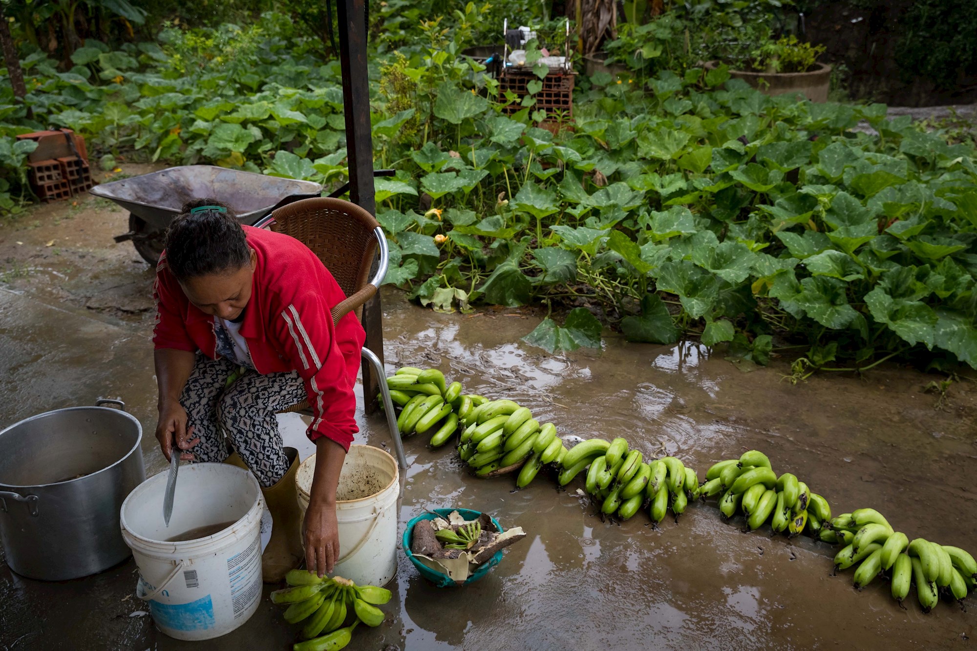 Advierten que habrá dificultades para cubrir la demanda nacional de plátanos debido a las lluvias