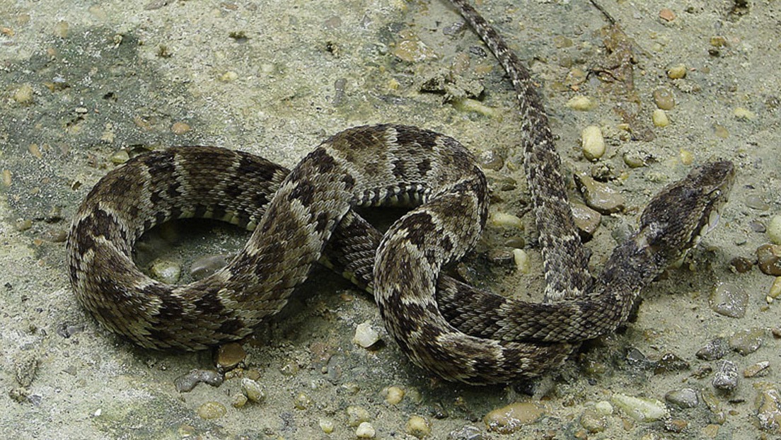 Una serpiente venenosa atacó a una mujer bajo una cascada (Imágenes sensibles)