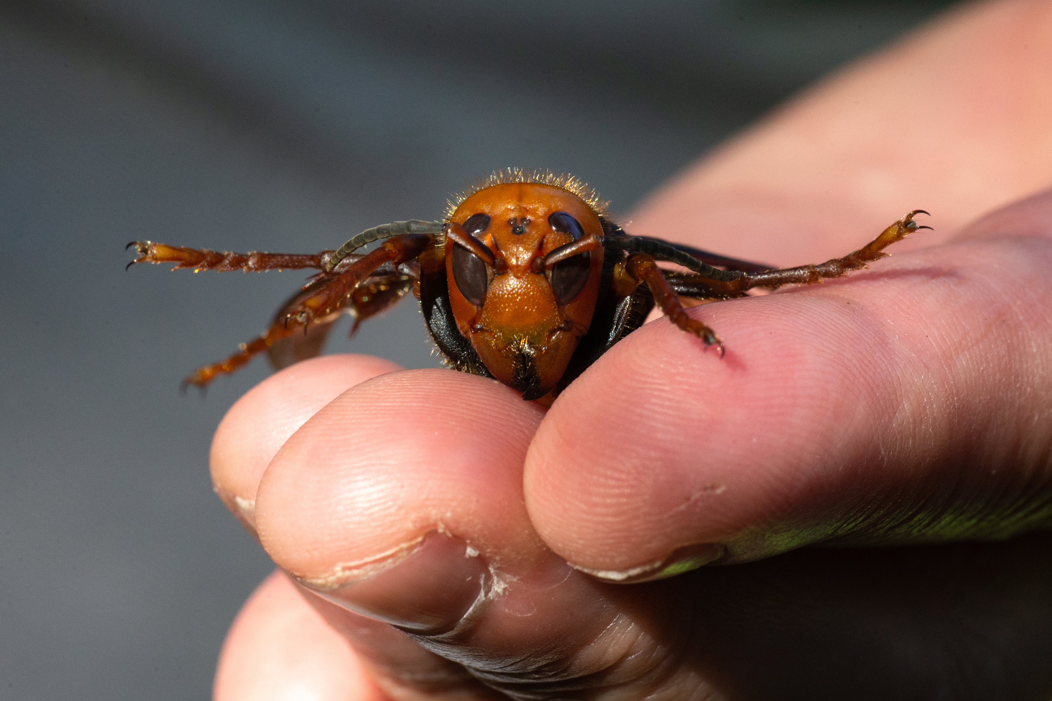 Descubrieron por primera vez un nido de avispones gigantes en EEUU