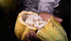 Cavenit convocó a 26 expertos de ocho países para realizar el Congreso del Cacao Latinoamericano
