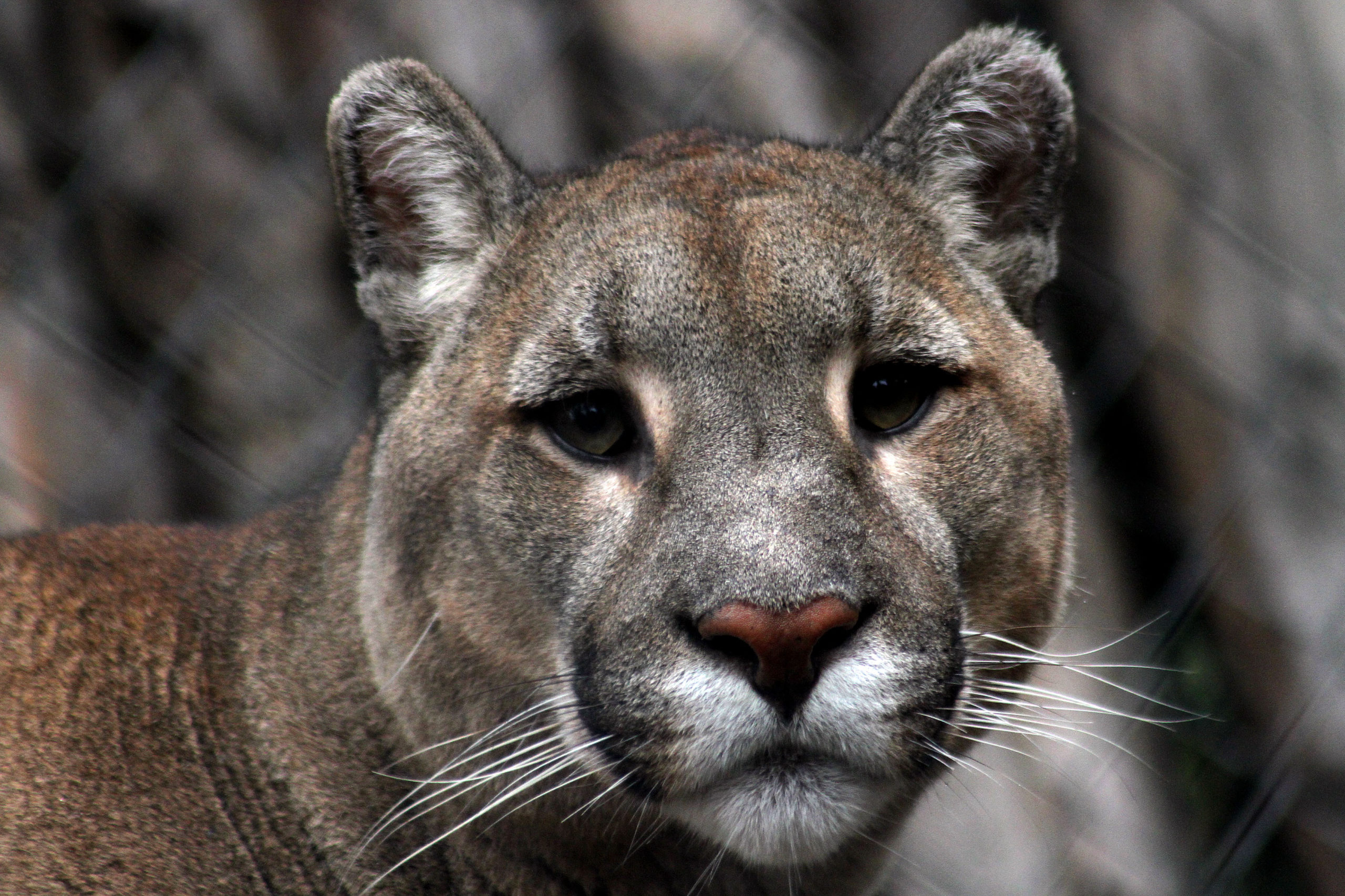 Investigan en Chile la muerte de una mujer supuestamente atacada por un puma