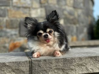 Esta adorable chihuahua fue nombrada la canina más heroica de EEUU