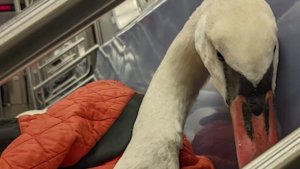 Cisne viajó dentro del Metro de Nueva York en una ruta al hospital (Fotos)