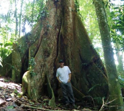 Provita lideró estudio sobre estado de conservación de 684 especies de árboles endémicos en Venezuela