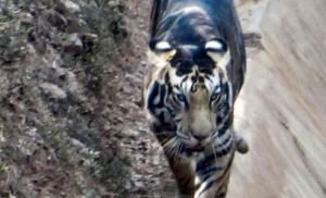 Hallaron un extraño tigre negro que está al borde de la extinción en la India (Fotos)