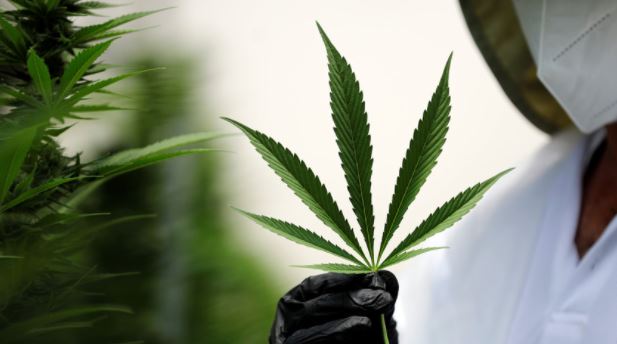 La ONU eliminó al cannabis de la categoría “drogas más peligrosas”