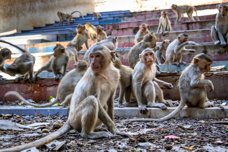 Los monos ladrones de Bali aprendieron a identificar artículos de valor para los humanos y pedir recompensa por ellos