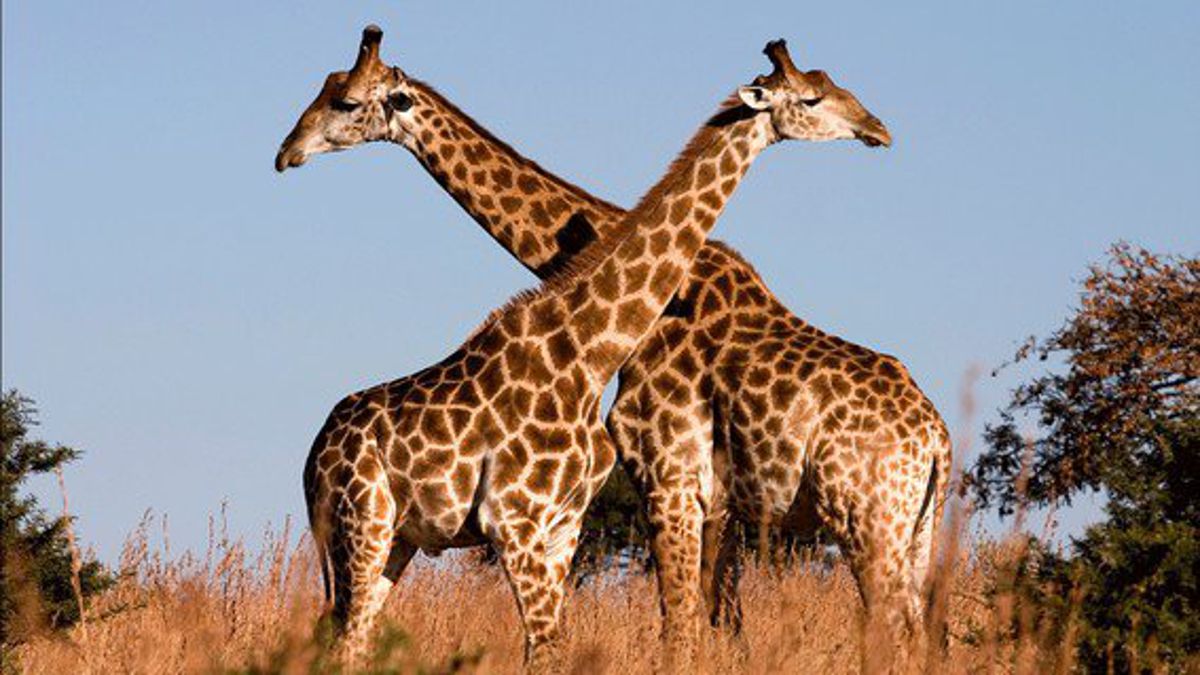 Hallaron muertas a dos jirafas tras incendio en zoológico de Virginia
