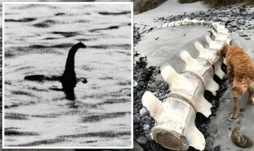¿Ha muerto el Monstruo del Lago Ness? Encuentran un esqueleto gigante en Escocia (FOTOS)