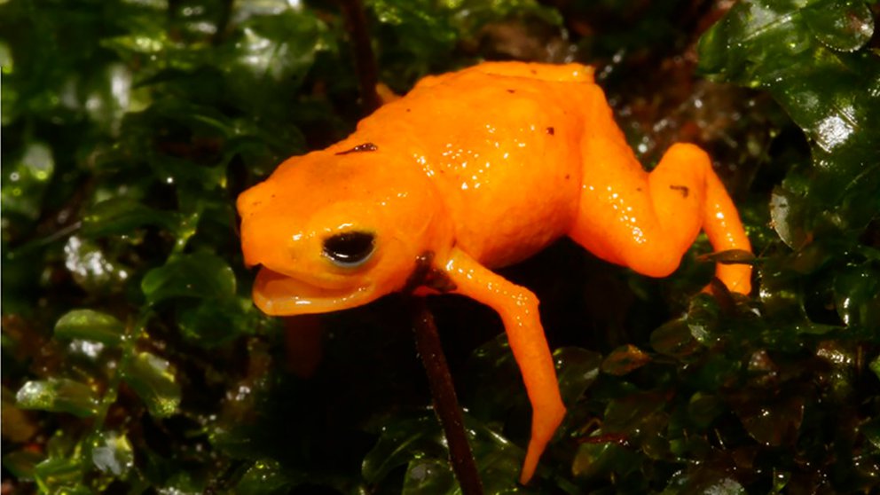 Descubrieron en Brasil una nueva especie de sapo extremadamente venenoso